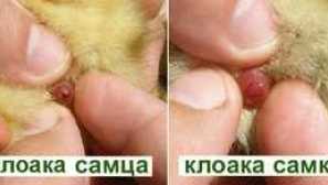 Ako určiť podlahu kurča: kohút alebo kurča